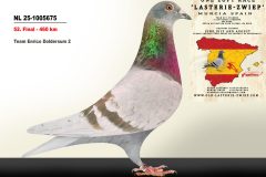 NL-25-1005675.jpg-scaled