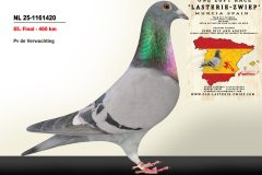 NL-25-1161420.jpg-scaled