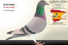 NL-25-1161683.jpg-scaled