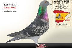 NL-25-1532873.jpg-scaled