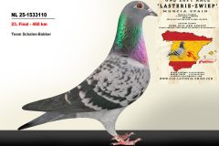 NL-25-1533110.jpg-scaled