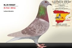 NL-25-1555227.jpg-scaled