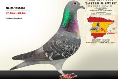 NL-25-1555467.jpg-scaled