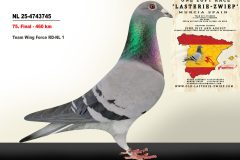 NL-25-4743745.jpg-scaled