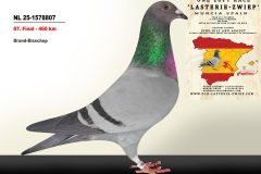 NL-25-1578807.jpg-scaled