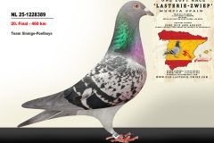 NL-25-1228389.jpg-scaled